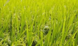 稻田吃瓜写真视频素材下载,揭秘稻田吃瓜写真视频的诱人魅力