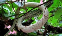 小巷人家吃蛇瓜视频,揭秘蛇瓜的独特烹饪之旅