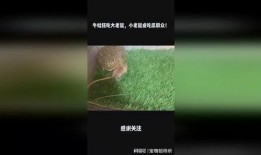 老鼠吃瓜群众视频播放下载,老鼠版播放下载热潮席卷网络