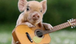 猪吃瓜的配音视频,萌宠趣味横生，笑料百出