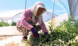 沙漠吃瓜搞笑视频,吃瓜搞笑视频带你领略沙漠风情