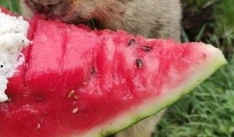 小家伙吃瓜视频,萌娃趣味瞬间，萌态可掬引网友热议