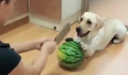 吃瓜群众被吓的视频,吃瓜群众目睹惊吓场面，心跳加速！