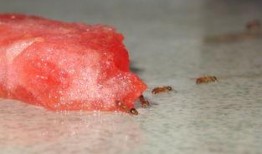 蚂蚁吃瓜的视频,揭秘蚂蚁吃瓜的趣味瞬间