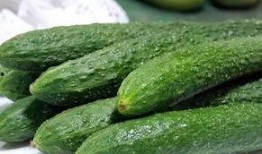 茄瓜发黄还可以吃吗视频,揭秘能否安全食用