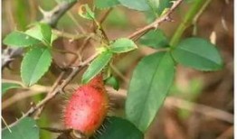 贺子吃佛手瓜的视频,美味与健康的完美邂逅