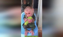 猴哥吃瓜中毒视频