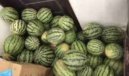 宜兴吃瓜视频,揭秘当地特色美食与风土人情