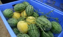 郑州八卦群吃瓜视频,揭秘吃瓜视频背后的热点事件