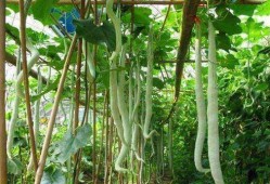 吃蛇瓜的视频在线观看,视频揭秘其独特魅力与食用方法