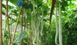 吃蛇瓜的视频在线观看,视频揭秘其独特魅力与食用方法