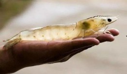 黑皮虾吃不吃莫斯瓜呢视频,一场味蕾的冒险