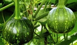 宁德吃瓜视频号,揭秘当地美食与趣事