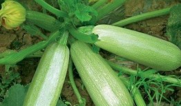 吃茭瓜的视频播放,视频带你领略家常美味制作过程
