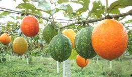 吊瓜怎么吃吊瓜视频,轻松学会吊瓜美味吃法