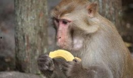 吃梨瓜变成猴子视频大全,吃梨瓜变猴，揭秘神奇变身之谜