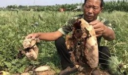 吃瓜最新事件临沂视频,吃瓜群众热议的真相揭秘