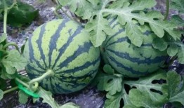 一个人特别会吃瓜的视频,揭秘这位吃瓜小能手的高能吃瓜日常