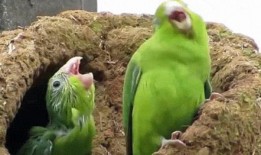 鹦鹉吃瓜看戏视频大全集,趣味横生的鹦鹉吃瓜视频集锦