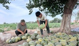 新疆的吃瓜事件视频,一场误会引发的舆论风波
