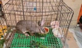 小灰吃瓜的视频