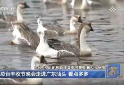 大鹅吃瓜视频真实的故事,一场意外引发的乡村奇闻