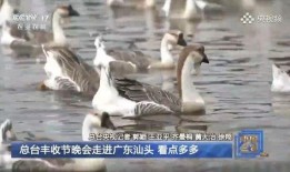 大鹅吃瓜视频真实的故事,一场意外引发的乡村奇闻