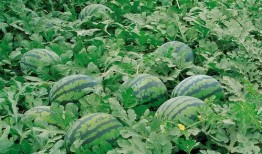 郑州八卦群吃瓜视频,揭秘吃瓜视频背后的热点事件