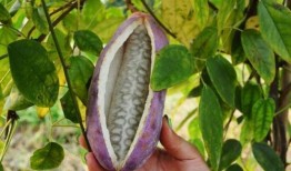 八月瓜壳打碎怎么吃的视频,解锁美味新体验