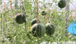 庄河网红吃瓜事件视频,一场网络狂欢背后的真相揭秘