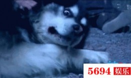 吃瓜小狗的配音视频,萌态可掬，笑料百出