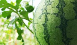 风吹半夏五人组吃瓜视频,笑料百出！