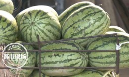 一瓜两吃的西瓜视频,西瓜视频带你解锁夏日美食新境界