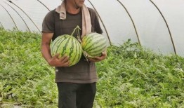 利川市吃瓜事件视频,一场引发热议的网络风波