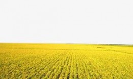 稻田吃瓜写真视频素材下载,揭秘稻田吃瓜写真视频的诱人魅力