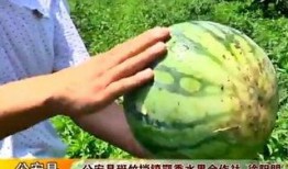 田净植吃瓜视频