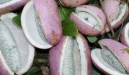 小赵吃八月瓜视频大全下载,小赵带你探索视频大全下载攻略