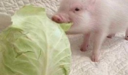 猪吃瓜的配音视频,萌宠趣味横生，笑料百出