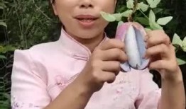 吃野生八月瓜视频,视频揭秘自然馈赠的珍果时光