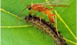 什么瓜没虫吃还能吃呢视频,揭秘无虫害瓜果的奥秘