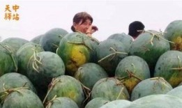 泰山吃瓜现场视频,全民围观的热闹一幕