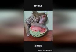 大嘴吃瓜的视频大全集在线观看,全网热门视频大全集精彩回顾