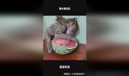 大嘴吃瓜的视频大全集在线观看,全网热门视频大全集精彩回顾