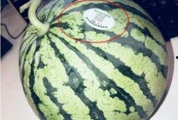 各种网红吃瓜视频,盘点那些让人捧腹的瓜界风云