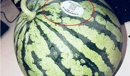 各种网红吃瓜视频,盘点那些让人捧腹的瓜界风云