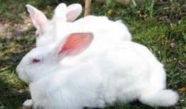 兔子吃瓜拉稀怎么办视频,兔子拉稀瓜食过量应对攻略