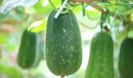 一个人特别会吃瓜的视频,揭秘这位吃瓜小能手的高能吃瓜日常