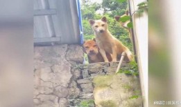 田园犬吃瓜视频,萌态十足引网友爆笑