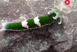 动物吃瓜视频合集,动物吃瓜视频合集趣味盘点