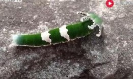 动物吃瓜视频合集,动物吃瓜视频合集趣味盘点